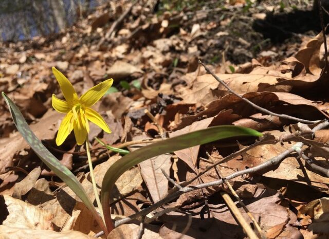 A single trout lily plant growing among the leaf litter on a forest flower.