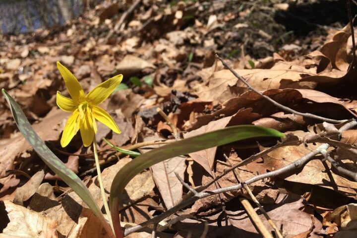 A single trout lily plant growing among the leaf litter on a forest flower.