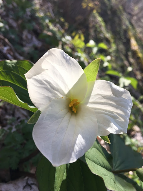 Up close photo of a white trillium flower.