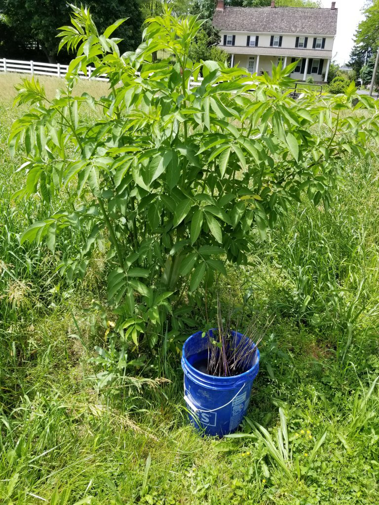 A bucket filled with bare-root seedlings is placed for scale next to a one-year-old elderberry plant growing in a field.