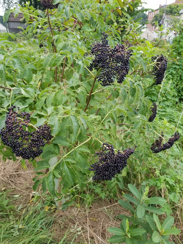 An elderberry shrub with branches hanging heavy with its fruits.