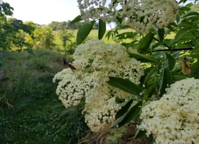 A close up photo of the eldeberry inflorescence (flower)