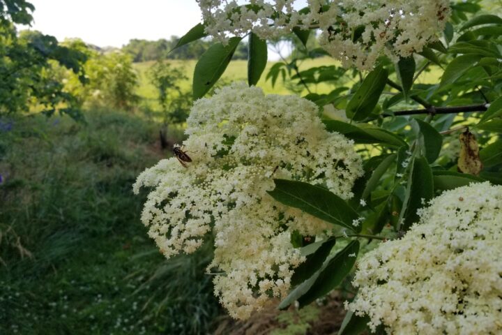 A close up photo of the eldeberry inflorescence (flower)