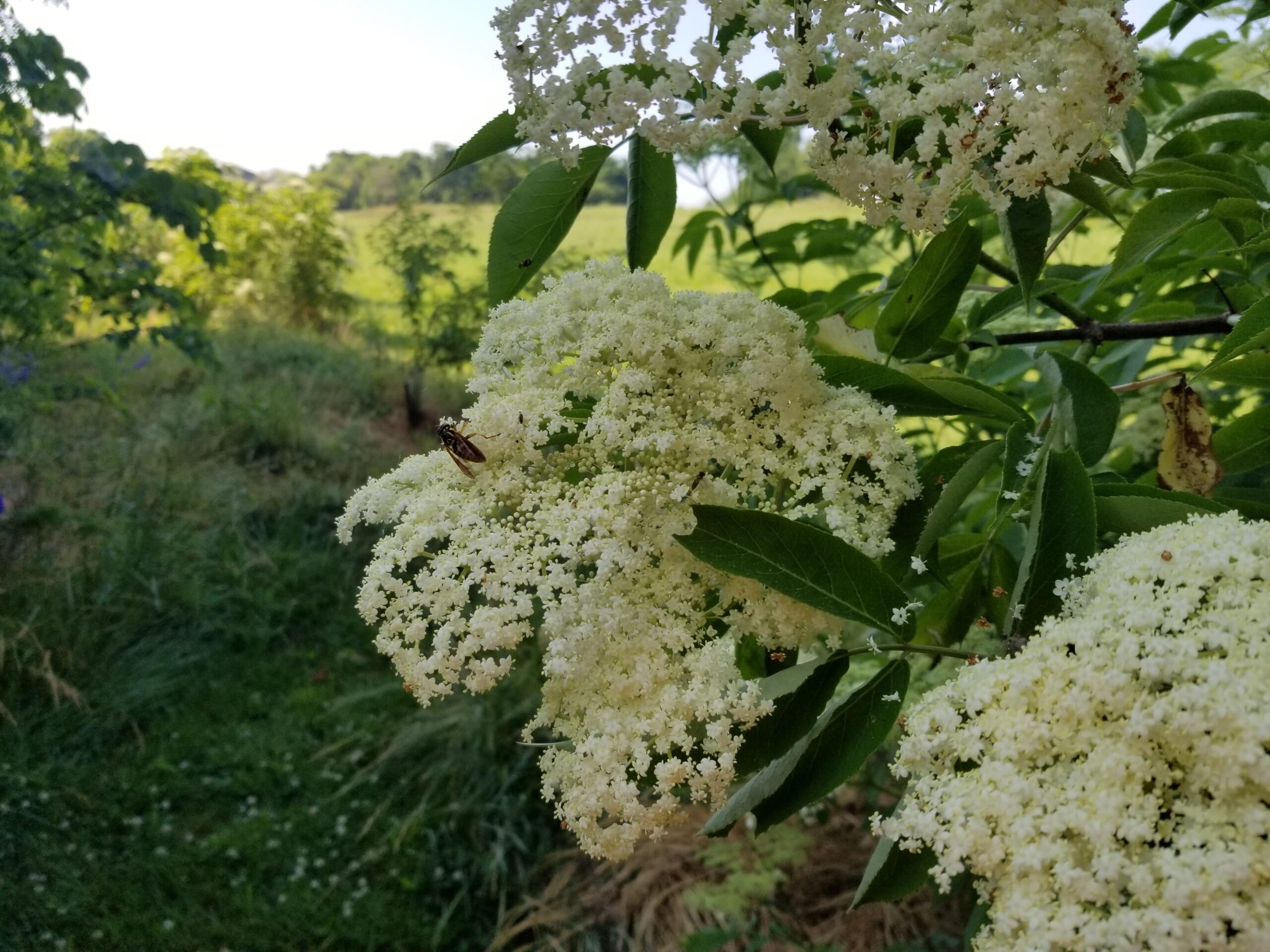 Image of Close-up of elderberry flowers