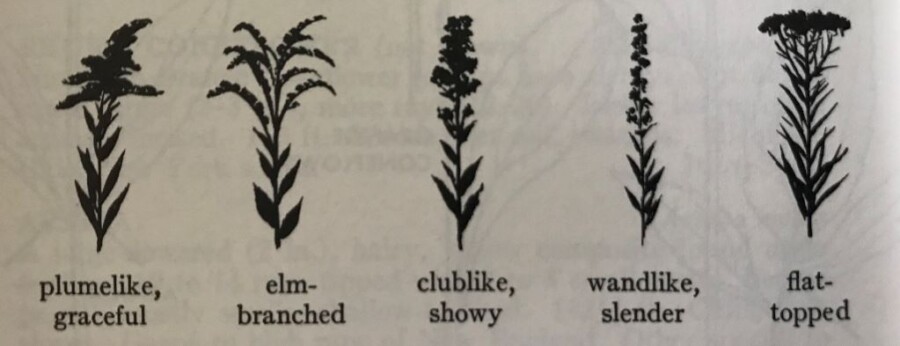 5 drawings of different types of flowers common to different species of goldenrod.