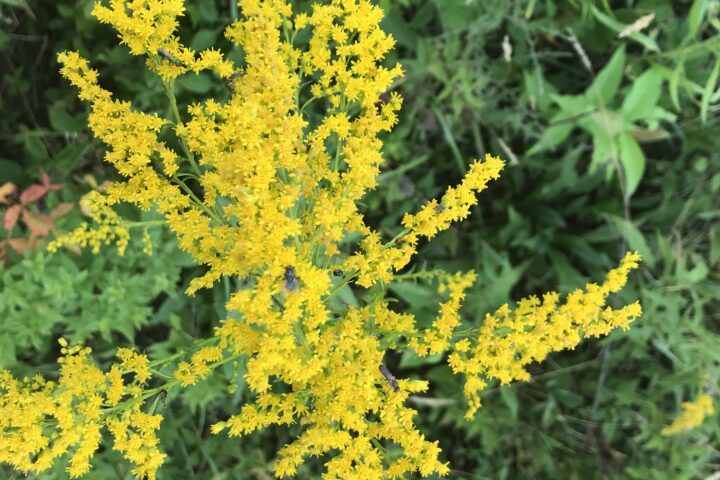 A photo of a goldenrod plant in bloom.