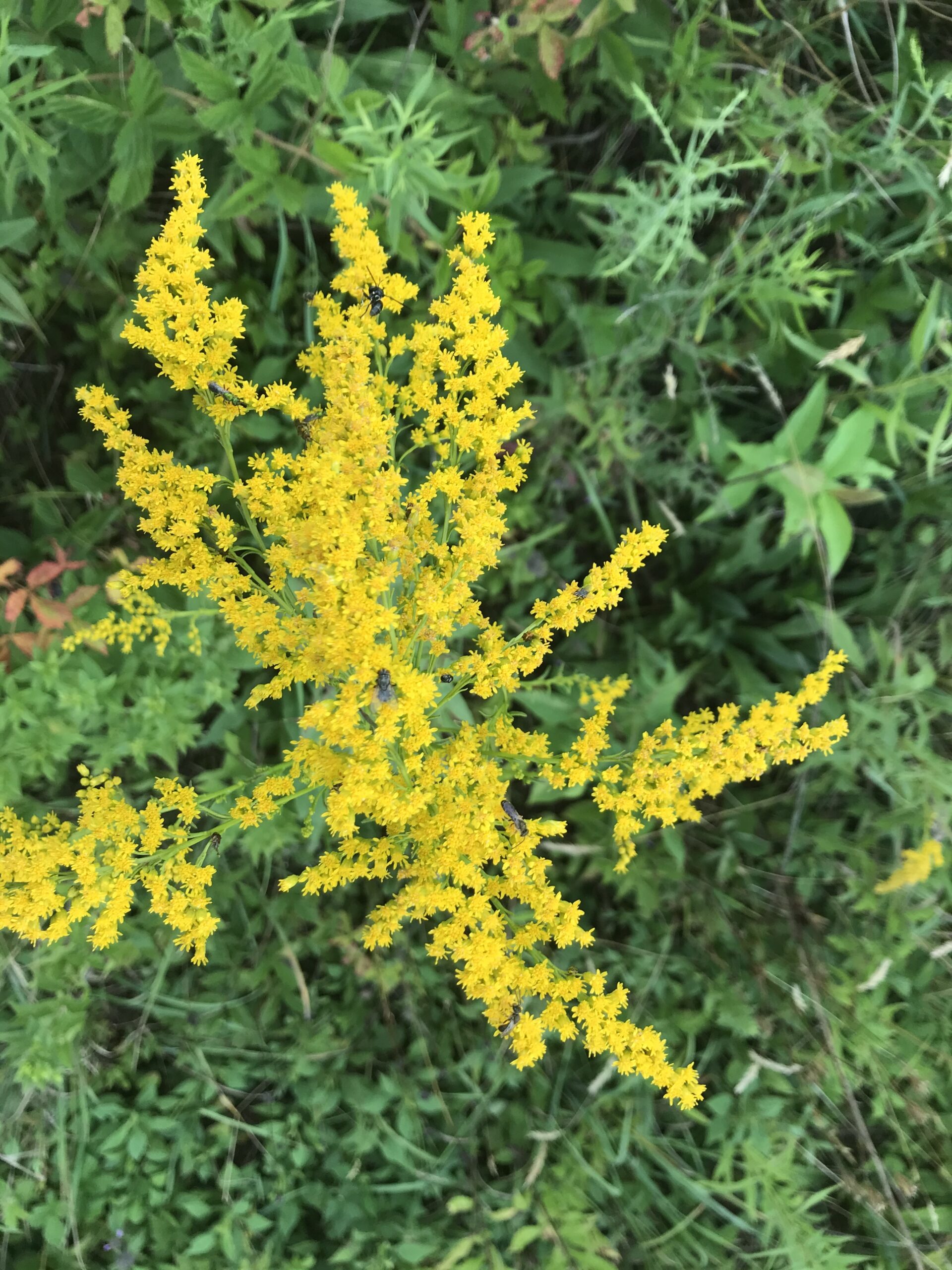 reverse golden rod