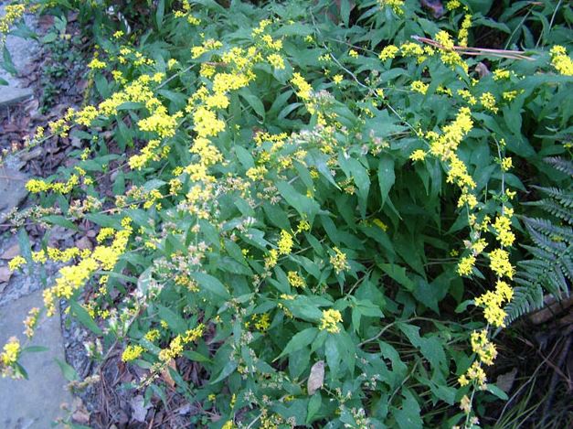 Photo of bluestem goldenrod in bloom.