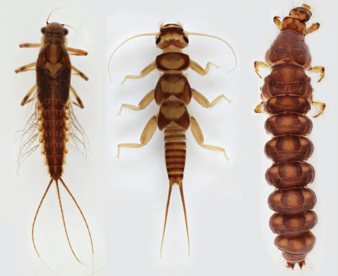 Macroinvertebrate Menagerie Alliance for the Chesapeake Bay