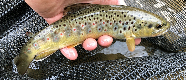 The Springtime Woods and Waters - Alliance for the Chesapeake Bay