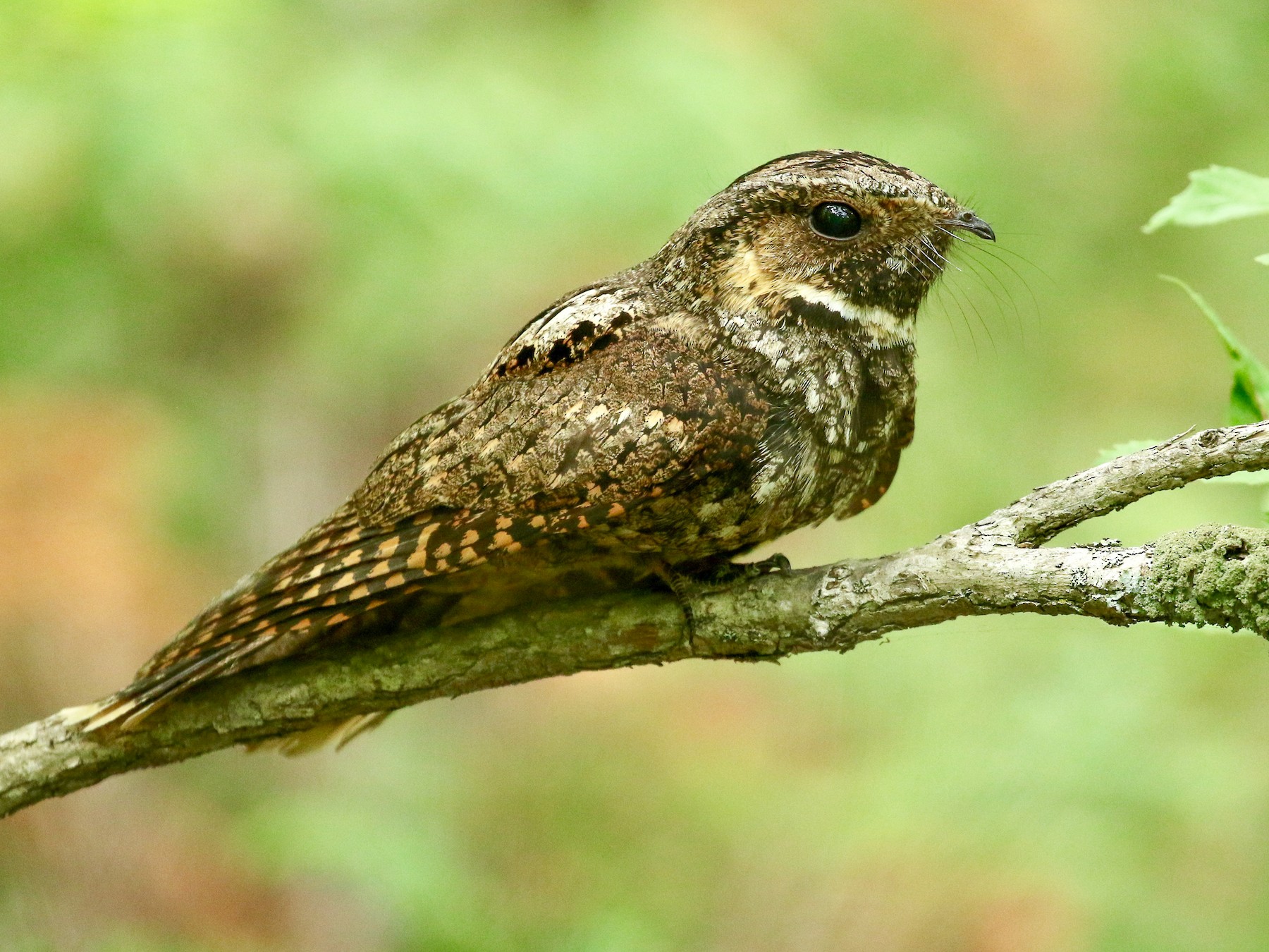 What Bird Sounds Like a Whippoorwill: Identifying the Mysterious Call