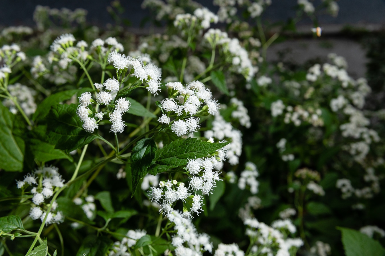White Snakeroot, a Pollinator-Pleasing Plant with a Nefarious Past ...