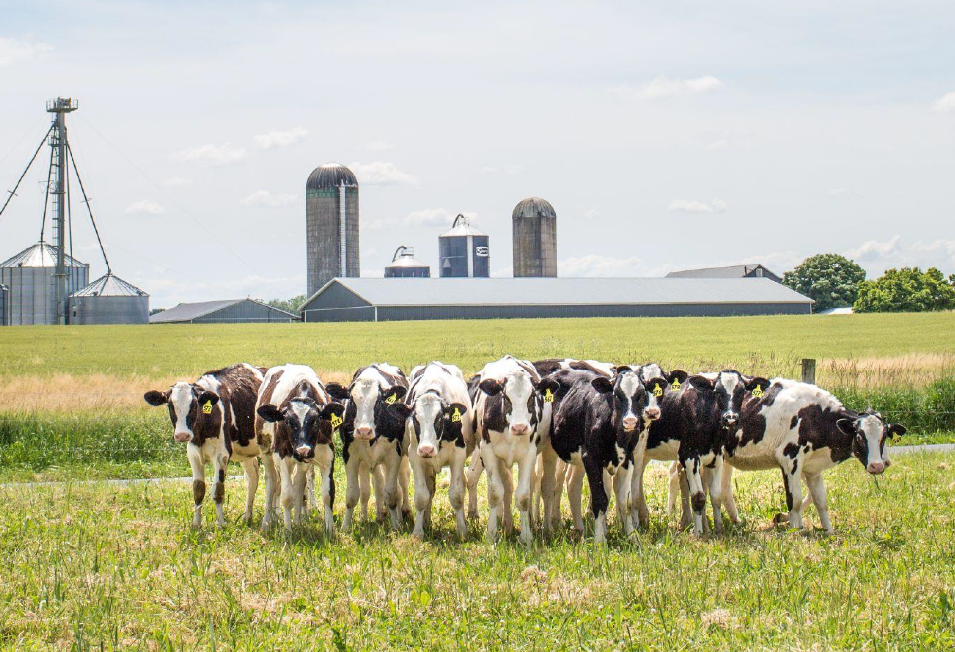 (Heifers on an MDVA member farm supplying to Turkey Hill) 