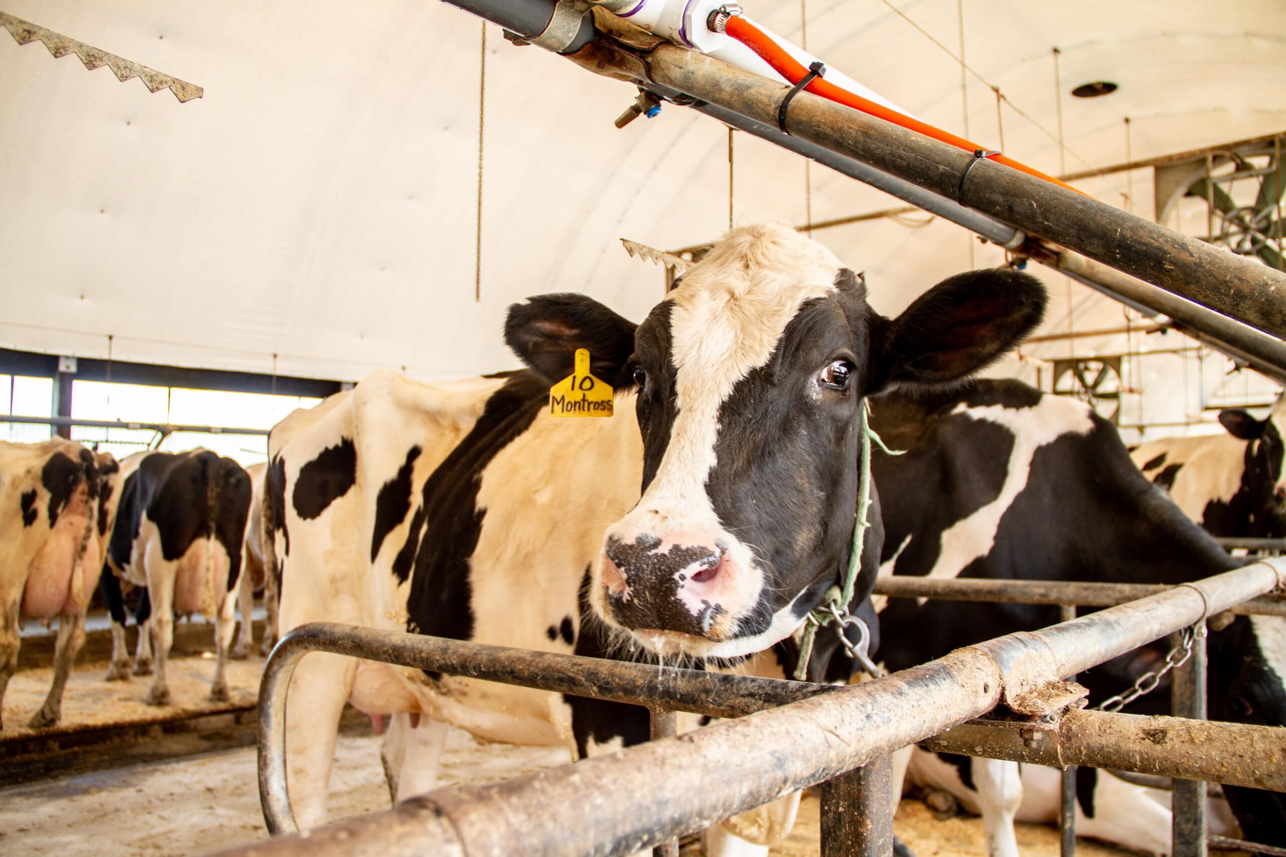 (Heifers on a Land O' Lakes member farm supplying to Hershey)