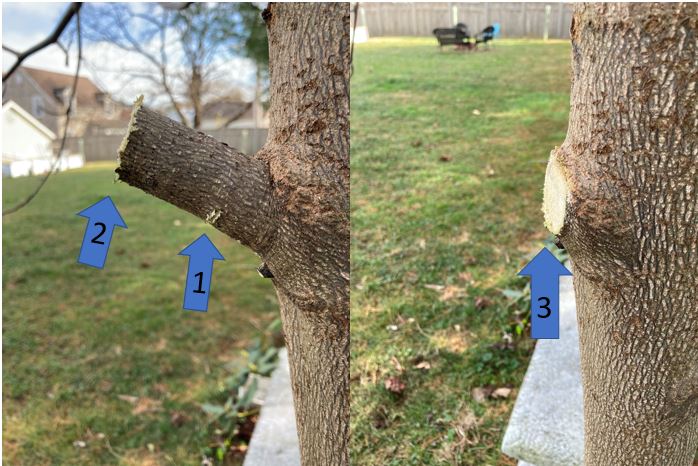 Winter Tree Trimming: Young Trees, Fruit Trees, Spring Flowering Trees