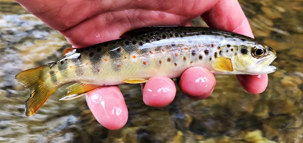 A photography of a beautiful wild brown trout caught on a tributary to Pine Creek