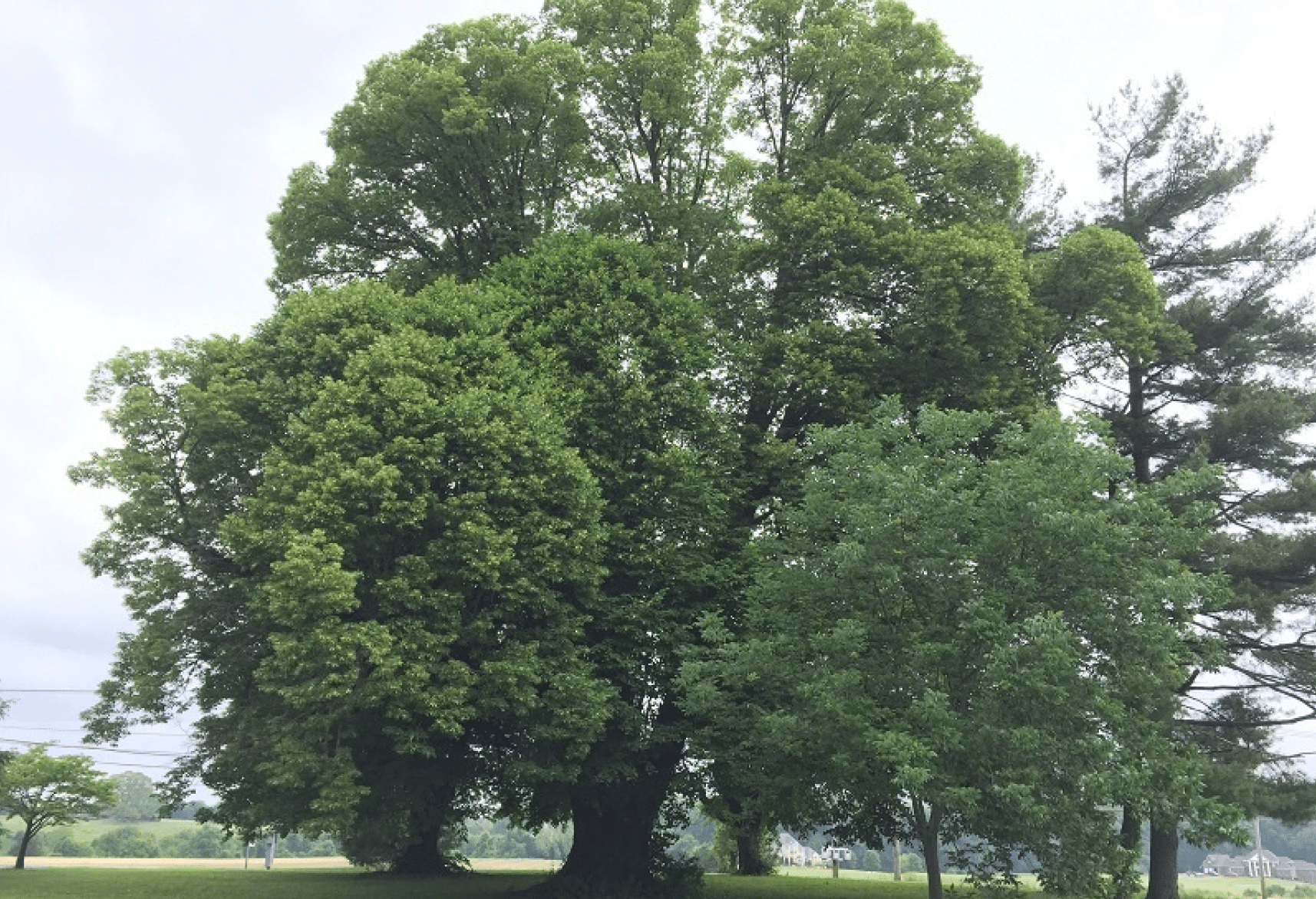 Mastering Tree Care In 2023 Harford Tree