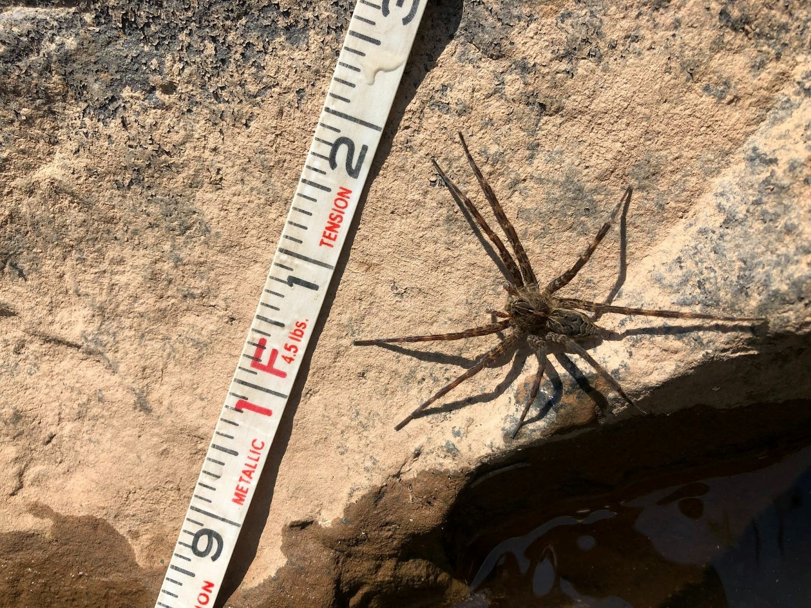 fishing spider eating a fish