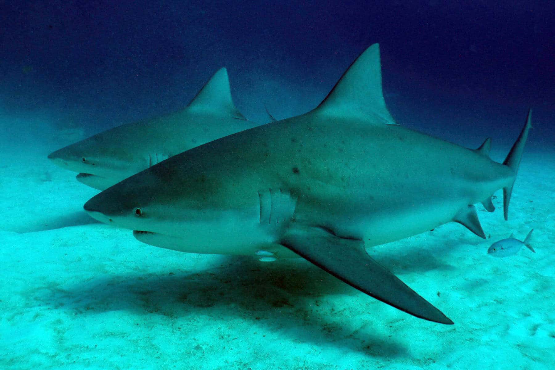 Two bull sharks.