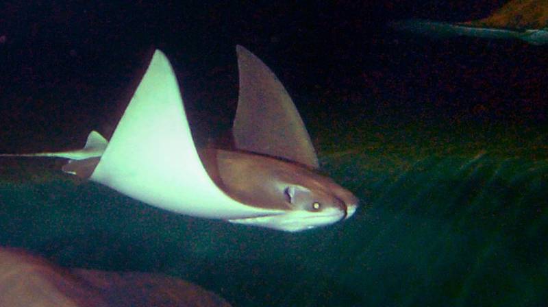 Spiny dogfish (top). Cownose ray (bottom).