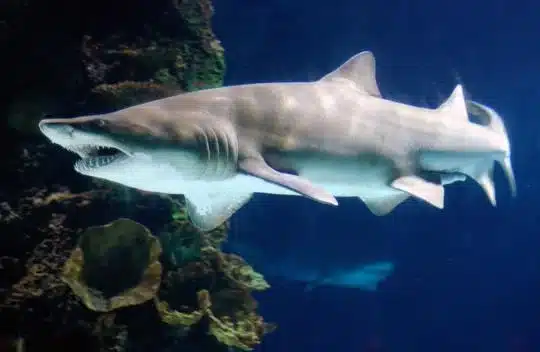 Sand tiger shark.