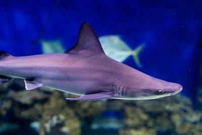 Sandbar shark.