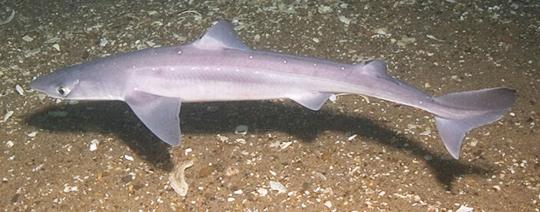 Spiny dogfish (top). Cownose ray (bottom).