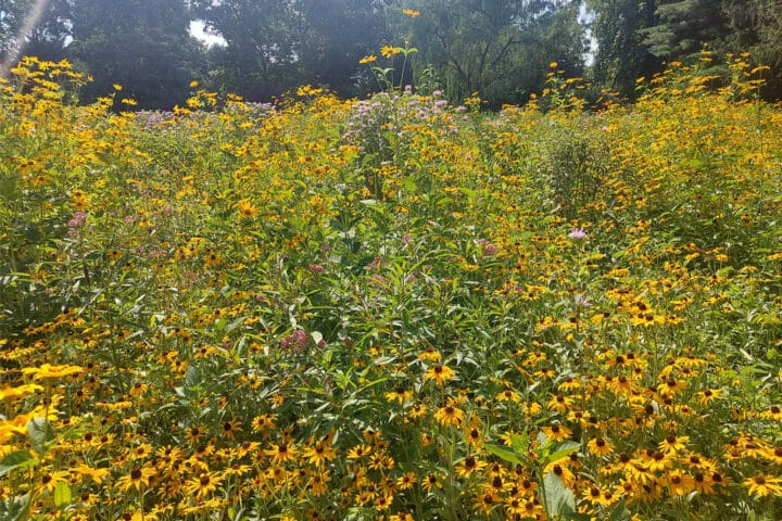 A meadow with yellow and purple flowers