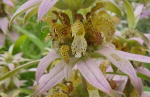 A spotted bee balm plant