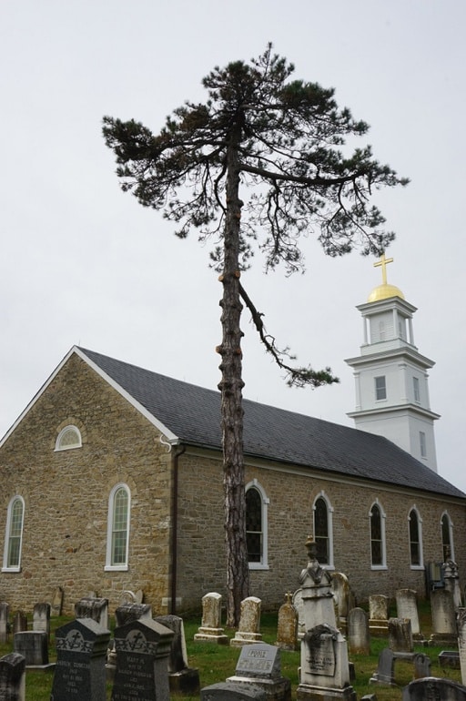Champion Trees of Harford County Alliance for the Chesapeake Bay