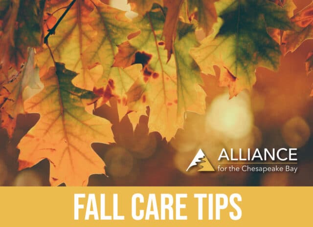Fall foliage and text that reads "Fall Car Tips"