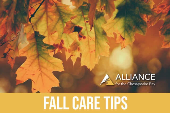 Fall foliage and text that reads "Fall Car Tips"