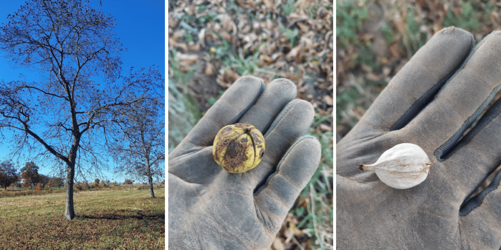 Shellbark Tree The Fall Bounty and Beauty of Shagbark Hickory - Alliance for the ...