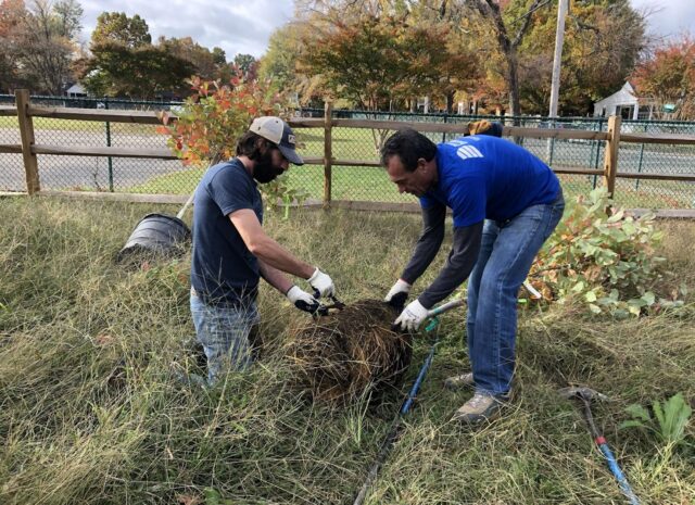 Two people preparing a tree before planting