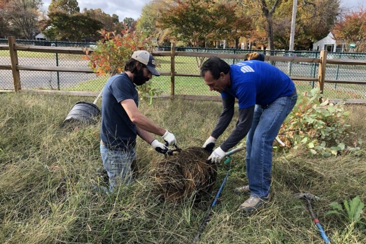 Two people preparing a tree before planting