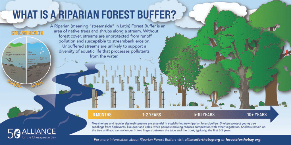 forest buffer infographic