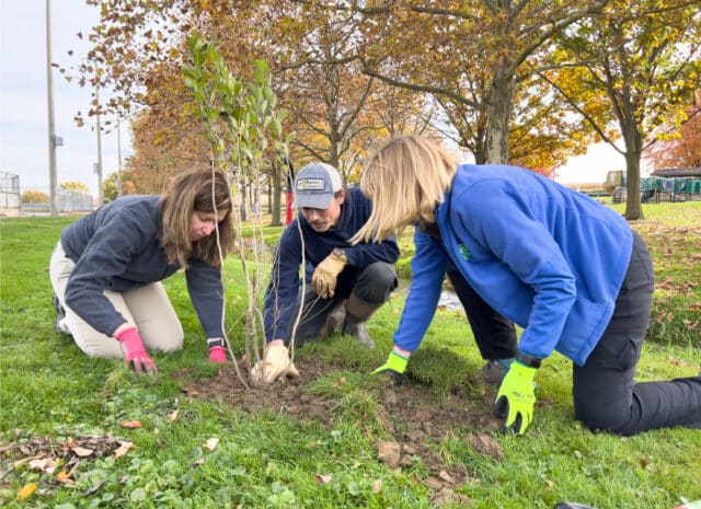 Three people planting a tree