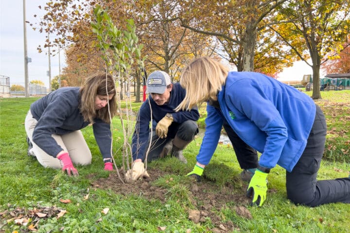 Three people planting a tree