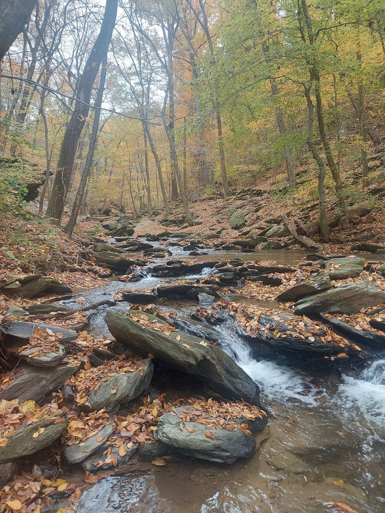 An upstream view of a small, rocky stream flowing through a forest in the Fall.