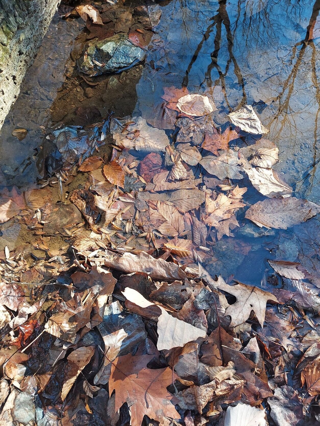 A variety of brown leaves laying on the streambed.