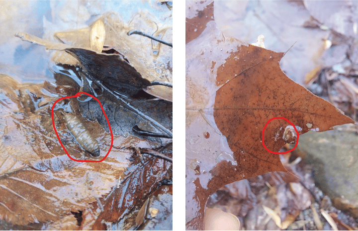 Close up view of cranefly and stonefly larvae hiding under fallen leaves.