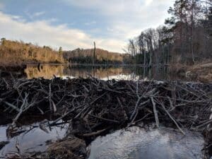 constructed beaver dam