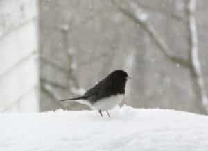 A Dark-eyed Junco bird standing in the snow