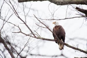 A Bald Eagle sitting on a tree branch.