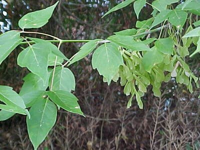 Acer negundo