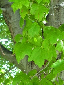 Acer rubrum