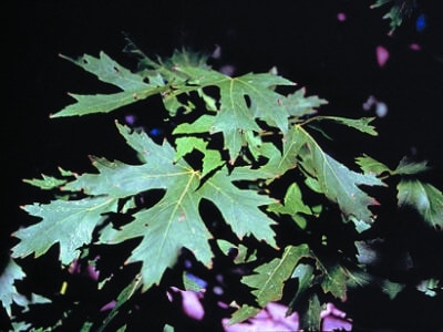 Acer saccharinum