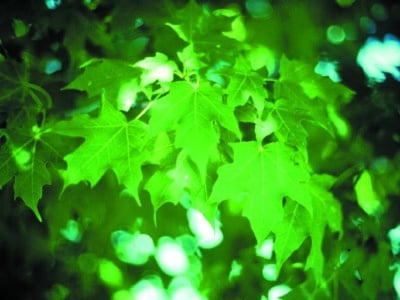 Acer saccharum