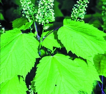 Acer spicatum