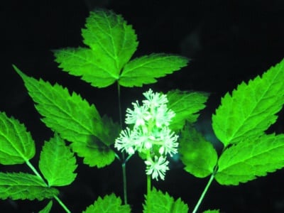 Actaea pachypoda